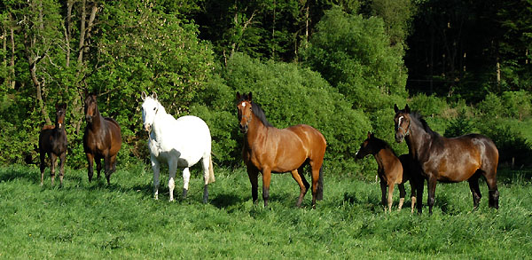 Stuten und Fohlen - Trakehner Gestt Hmelschenburg - Foto: Beate Langels