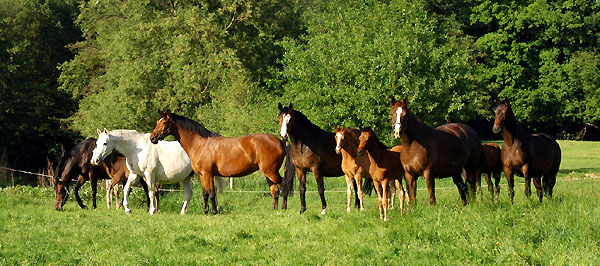 In den Emmerauen - Trakehner Gestt Hmelschenburg - Foto: Beate Langels