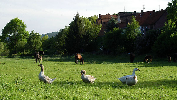 Auf der Mhlenwiese - Trakehner Gestt Hmelschenburg - Foto: Beate Langels