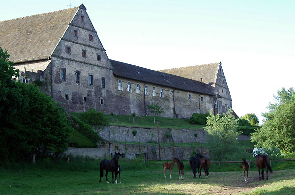 Stuten und Fohlen vor der Gutshofkulisse- Trakehner Gestt Hmelschenburg - Foto: Beate Langels