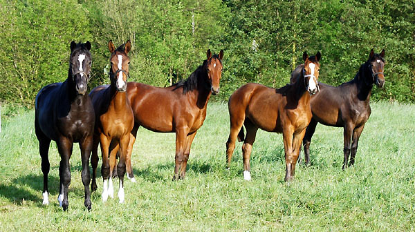 Jhrlingshengste im Bh - Trakehner Gestt Hmelschenburg - Foto: Beate Langels