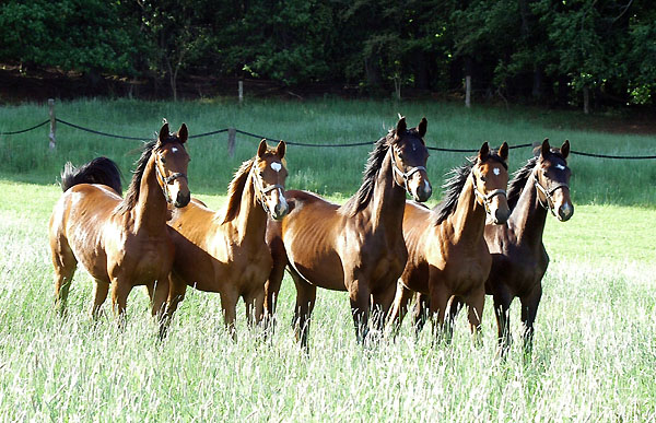 Jhrlingshengste v. Showmaster, Freudenfest, Summertime x Alter Fritz, Summertime x Herzruf und Kostolany - Trakehner Gestt Hmelschenburg - Foto: Beate Langels