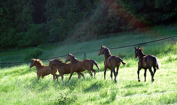 - Trakehner Gestt Hmelschenburg - Foto: Beate Langels