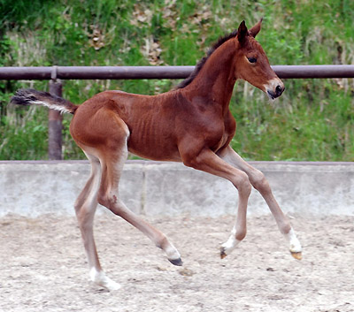 At the age of 6 days: Trakehner Filly by Saint Cyr out of Pr. u. St.Pr.St. Guendalina by Red Patrick xx - Trakehner Gest�t H�melschenburg