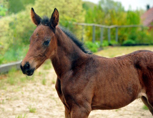 Trakehner Stutfohlen von Saint Cyr - Polarion - Rockefeller , Foto: Beate Langels - Trakehner Gestt Hmelschenburg