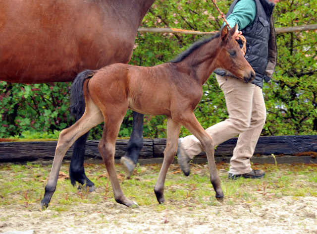 Trakehner Stutfohlen von Saint Cyr - Polarion - Rockefeller , Foto: Beate Langels - Trakehner Gestt Hmelschenburg