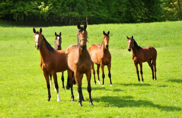 Klassic Blue, Schwalbendiva, Schwalbenlicht, Giulietta und Kamilah - unsere Nachwuchsstuten - Trakehner Gestt Hmelschenburg