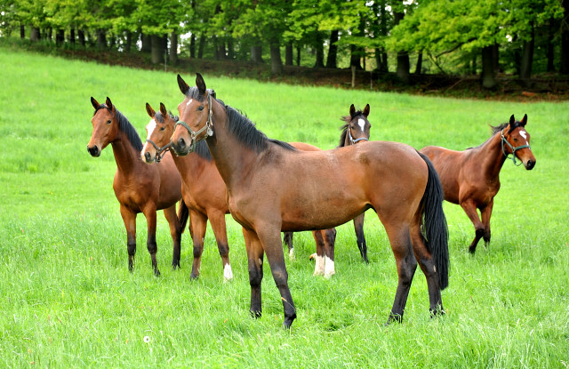 Giulietta, Klassic Blue, Schwalbenlicht, Schwalbendiva  und Kamilah - Trakehner Gestt Hmelschenburg