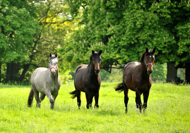 Unsere zweijhrigen Hengste v.li.n.re: v. Hofrat x Herzzauber, v. Symont x Kostolany, v. Exclusiv x Showmaster - Trakehner Gestt Hmelschenburg - Foto: Beate Langels