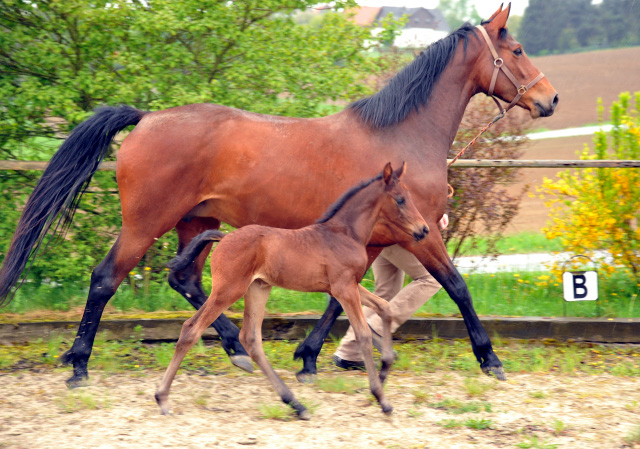 Trakehner Stutfohlen von Saint Cyr - Polarion - Rockefeller , Foto: Beate Langels - Trakehner Gestt Hmelschenburg