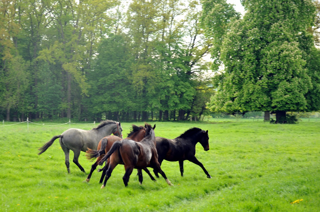 Unsere zweijhrigen Hengste - Trakehner Gestt Hmelschenburg - Foto: Beate Langels