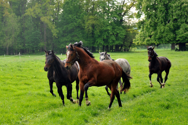Unsere zweij hrigen Hengste - Trakehner Gest t H melschenburg - Foto: Beate Langels