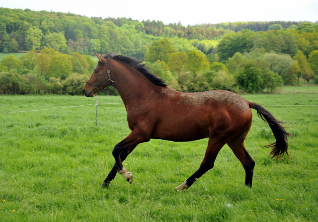 2j hriger Hengst von Saint Cyr u.d. Pr.u.StPrSt. Karena v. Freudenfest - Trakehner Gest t H melschenburg - Foto: Beate Langels