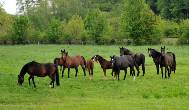 Die Hmelschenburger Stutenherde - Trakehner Gestt Hmelschenburg - Foto: Beate Langels