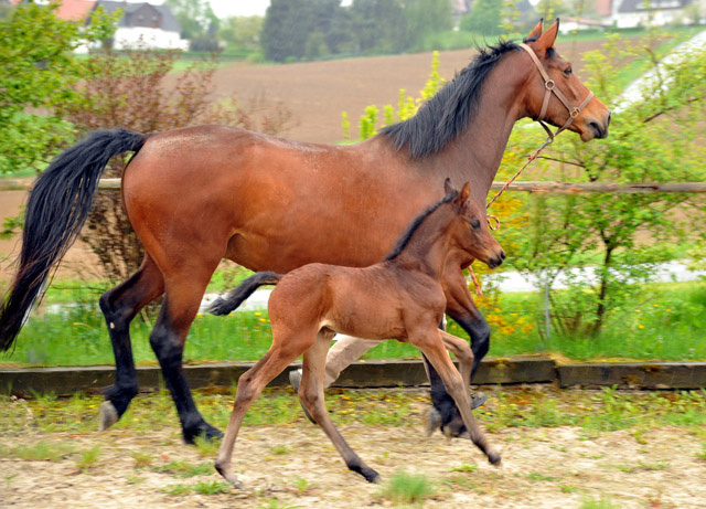 Trakehner Stutfohlen von Saint Cyr - Polarion - Rockefeller , Foto: Beate Langels - Trakehner Gestt Hmelschenburg