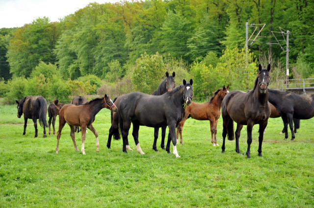 Die Hmelschenburger Stutenherde - Trakehner Gestt Hmelschenburg - Foto: Beate Langels