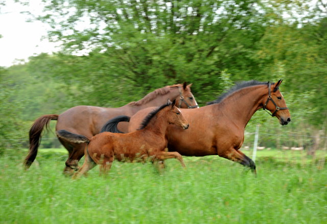 Die Freudenfest-Tchter Karena und Klassic mit ihren Stutfohlen von Oliver Twist - Trakehner Gestt Hmelschenburg - Foto: Beate Langels