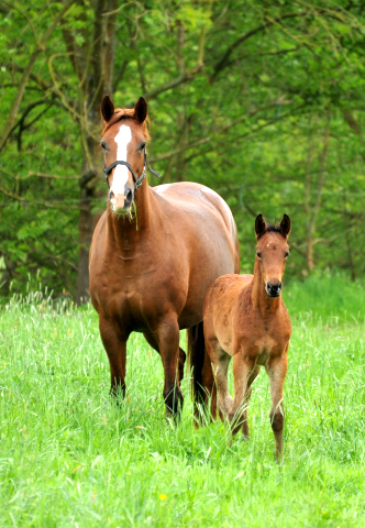 Prmienstute Klassic mit ihrem Stutfohlen von Oliver Twist - Trakehner Gestt Hmelschenburg - Foto: Beate Langels