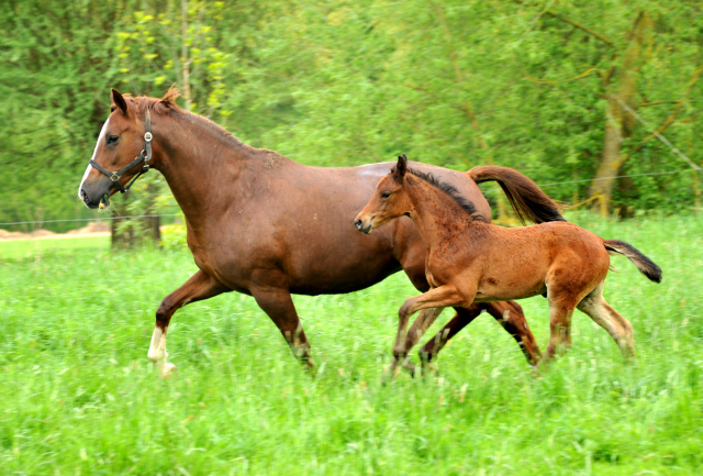 Die Freudenfest-Tochter Klassic mit ihrem Stutfohlen von Oliver Twist - Trakehner Gestt Hmelschenburg - Foto: Beate Langels