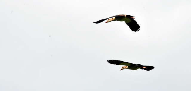 Frhling im Trakehner Gestt Hmelschenburg - Foto: Beate Langels