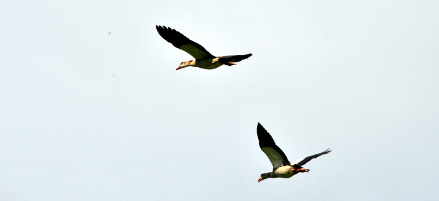 Frhling im Trakehner Gestt Hmelschenburg - Foto: Beate Langels