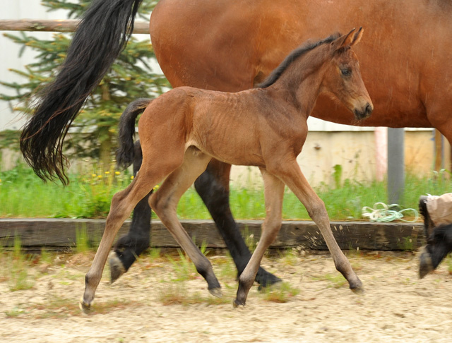 Trakehner Stutfohlen von Saint Cyr - Polarion - Rockefeller , Foto: Beate Langels - Trakehner Gestt Hmelschenburg