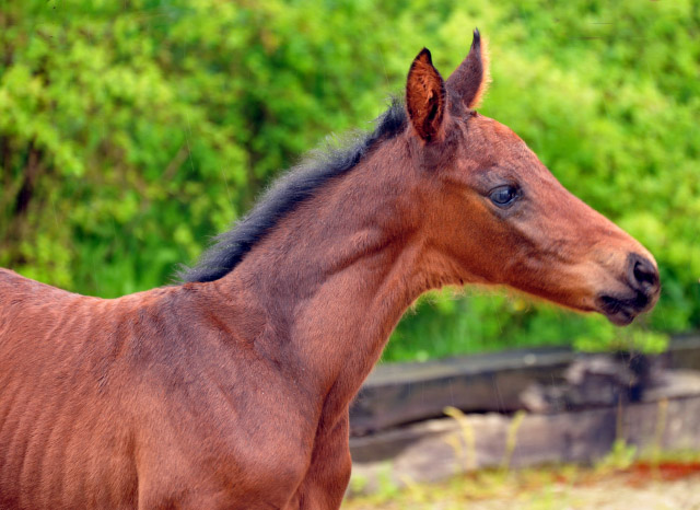 Trakehner Stutfohlen von Saint Cyr - Polarion - Rockefeller , Foto: Beate Langels - Trakehner Gestt Hmelschenburg