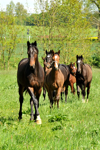 Junghengste in Hmelschenburg - Anfang Mai 2015 - Foto Beate Langels - Gestt Hmelschenburg