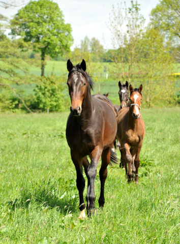 Junghengste in Hmelschenburg - Anfang Mai 2015 - Foto Beate Langels - Gestt Hmelschenburg
