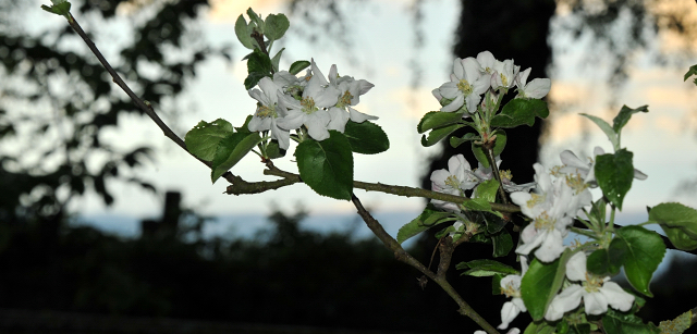 Apfelbaumblte in Hmelschenburg - Anfang Mai 2015 - Foto Beate Langels - Gestt Hmelschenburg