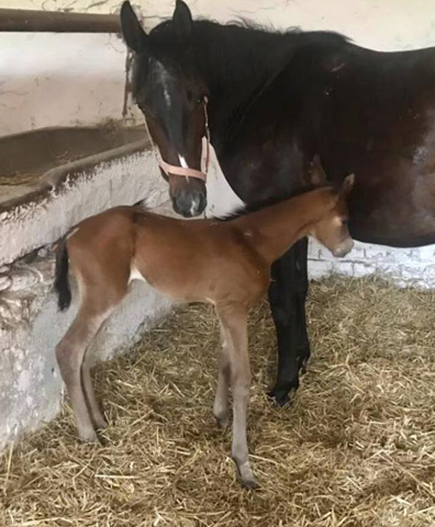 Trakehner Stutfohlen von Kacyro u.d. Schwalbensage v. Grand Corazn
 - Trakehner Gestt Hmelschenburg - Beate Langels