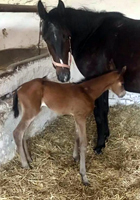 Trakehner Filly Schwalbenaura by Kacyro out of 
Schwalbensage by Grand Corazon - Gestt Hmelschenburg - Beate Langels