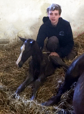 Hengstfohlen v. High Motion u.d. Klassic v. Freudenfest