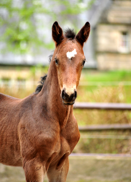 Hengstfohlen von Saint Cyr u.d. TeaCup v. Exclusiv - Trakehner Gestt Hmelschenburg - Foto: Beate Langels - 
Trakehner Gestt Hmelschenburg