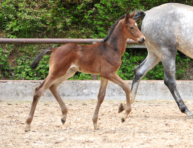 Hengstfohlen von Saint Cyr u.d. TeaCup v. Exclusiv - Trakehner Gestt Hmelschenburg - Foto: Beate Langels - 
Trakehner Gestt Hmelschenburg