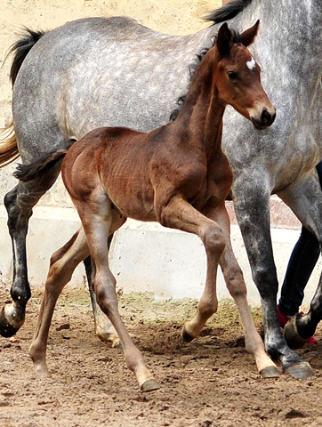 Hengstfohlen von Saint Cyr u.d. TeaCup v. Exclusiv - Trakehner Gestt Hmelschenburg - Foto: Beate Langels - 
Trakehner Gestt Hmelschenburg