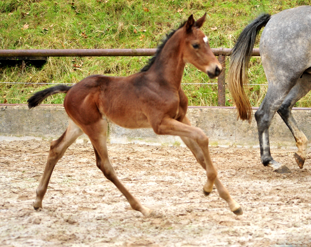 Hengstfohlen von Saint Cyr u.d. TeaCup v. Exclusiv - Trakehner Gestt Hmelschenburg - Foto: Beate Langels - 
Trakehner Gestt Hmelschenburg