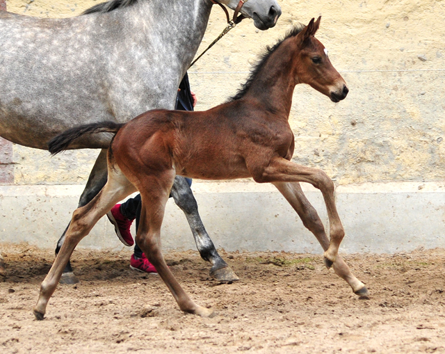 Hengstfohlen von Saint Cyr u.d. TeaCup v. Exclusiv - Trakehner Gestt Hmelschenburg - Foto: Beate Langels - 
Trakehner Gestt Hmelschenburg