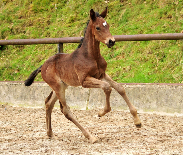 Hengstfohlen von Saint Cyr u.d. TeaCup v. Exclusiv - Trakehner Gestt Hmelschenburg - Foto: Beate Langels - 
Trakehner Gestt Hmelschenburg