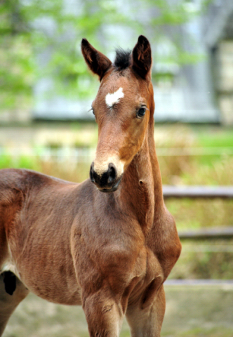 Trakehner Hengstfohlen v. Saint Cyr u.d. Pr.A. TeaCup v. Exclusiv- Foto: Beate Langels - Trakehner Gestt Hmelschenburg