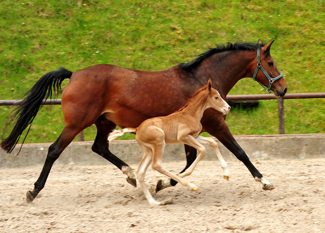 Trakehner Fuchs Hengst v. Zauberdeyk x Saint Cyr - Trakehner Gestt Hmelschenburg - Foto: Beate Langels