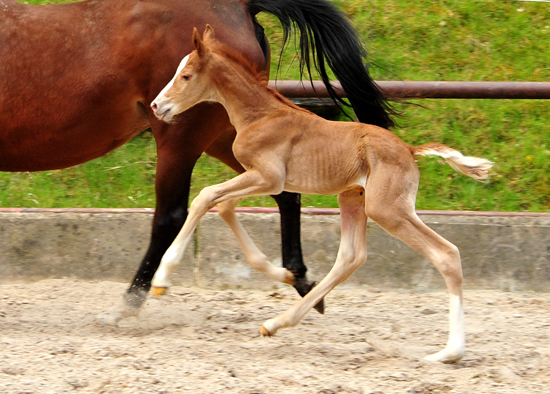 Trakehner Fuchs Hengst v. Zauberdeyk x Saint Cyr - Trakehner Gestüt Hämelschenburg - Foto: Beate Langels