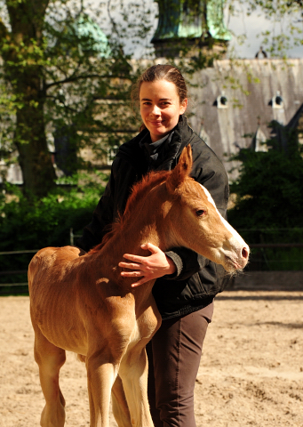 Trakehner Fuchs Hengst v. Zauberdeyk x Saint Cyr - Trakehner Gestt Hmelschenburg - Foto: Beate Langels