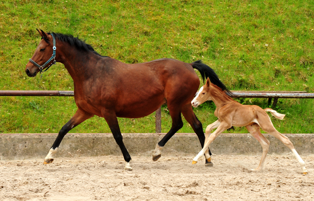 Trakehner Fuchs Hengst v. Zauberdeyk x Saint Cyr - Trakehner Gestüt Hämelschenburg - Foto: Beate Langels