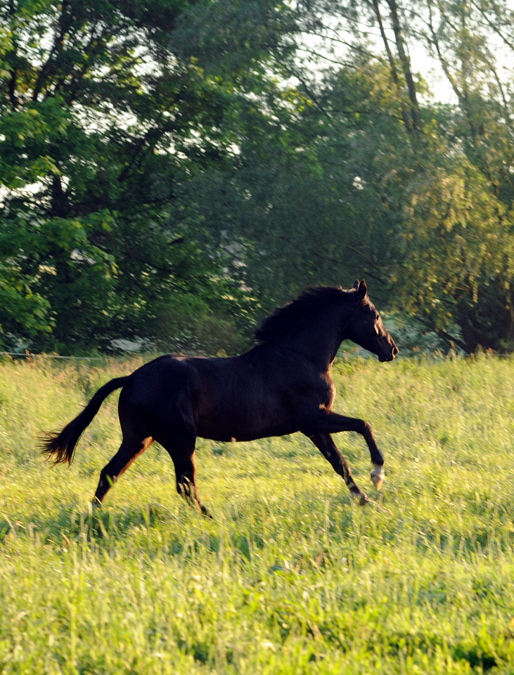 2jhriger Hengst von Saint Cyr x Touch my Heart - Foto: Beate Langels