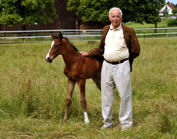 7 Tage alt - Hengstfohlen von Saint Cyr u.d. Dagmar v. Damsey - Foto: Beate Langels