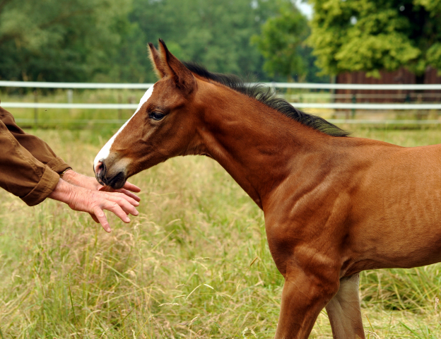 7 Tage alt - Hengstfohlen von Saint Cyr u.d. Dagmar v. Damsey - Foto: Beate Langels