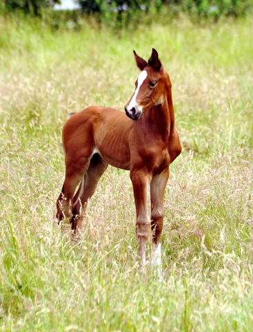7 Tage alt - Hengstfohlen von Saint Cyr u.d. Dagmar v. Damsey - Foto: Beate Langels