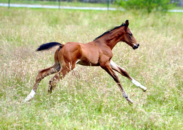 7 Tage alt - Hengstfohlen von Saint Cyr u.d. Dagmar v. Damsey - Foto: Beate Langels