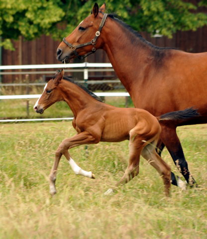 7 Tage alt - Hengstfohlen von Saint Cyr u.d. Dagmar v. Damsey - Foto: Beate Langels